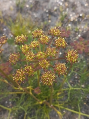 Nanobubon capillaceum
