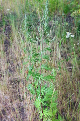 Artemisia vulgaris