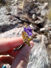 Stemodia durantifolia