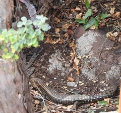 Broadleysaurus major