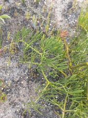 Nanobubon capillaceum