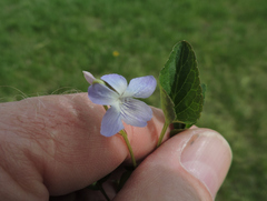 Viola adunca