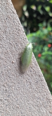 Panchlora
