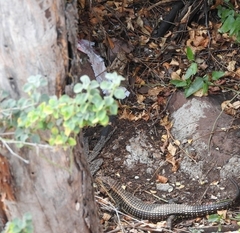 Broadleysaurus major