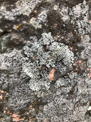 Physcia caesia