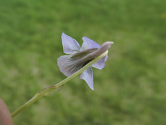 Viola adunca