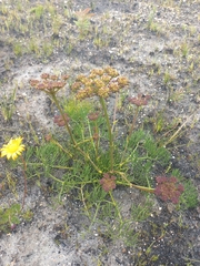 Nanobubon capillaceum