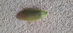 Panchlora