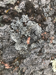 Physcia caesia