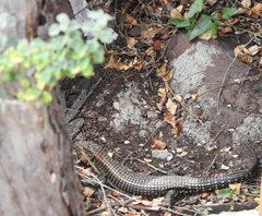 Broadleysaurus major