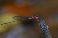 Teinobasis ruficollis