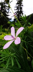 Geranium richardsonii