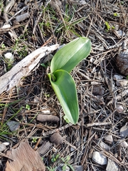 Himantoglossum robertianum