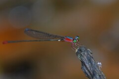 Teinobasis ruficollis