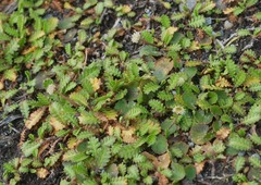 Leptinella