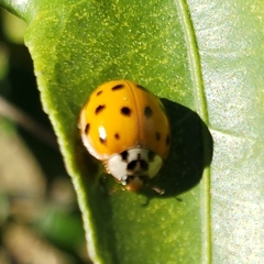 Harmonia