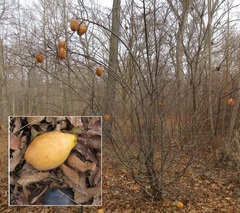 Pseudocydonia sinensis