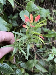 Castilleja fissifolia