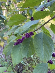 Callicarpa americana