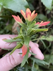 Castilleja fissifolia
