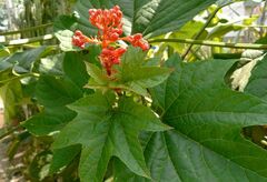Clerodendrum paniculatum