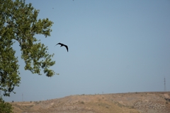 Plegadis falcinellus