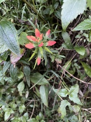 Castilleja fissifolia