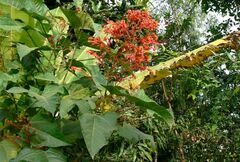 Clerodendrum paniculatum
