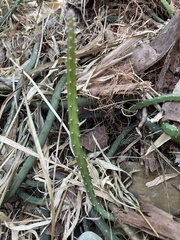 Acanthocereus tetragonus