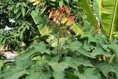 Clerodendrum paniculatum