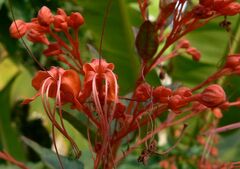 Clerodendrum paniculatum