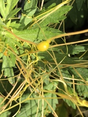 Smicronyx sculpticollis