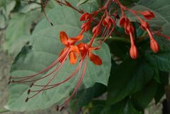 Clerodendrum paniculatum
