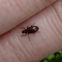 Phyllobius oblongus