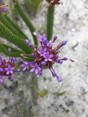 Rhigiophyllum squarrosum