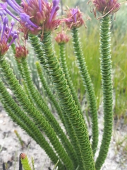 Rhigiophyllum squarrosum