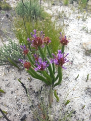 Rhigiophyllum squarrosum