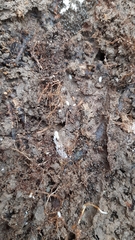 Platyarthrus hoffmannseggii