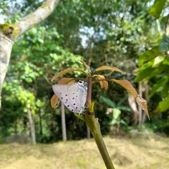 Pseudolycaena marsyas