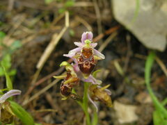 Ophrys oestrifera