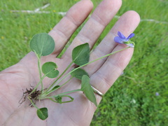 Viola nephrophylla