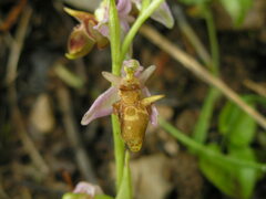 Ophrys oestrifera