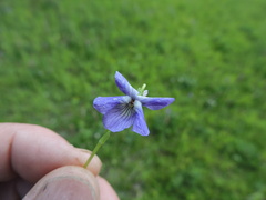 Viola nephrophylla