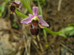 Ophrys oestrifera