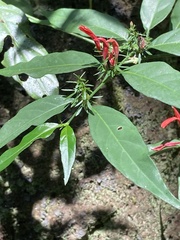 Ruellia brevifolia