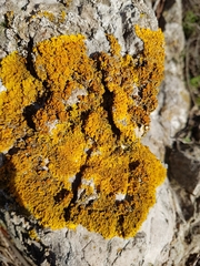 Xanthoria calcicola