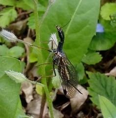 Raphidioptera