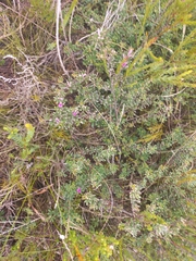 Indigofera bisacculata