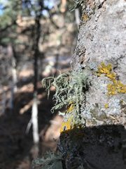 Usnea hirta
