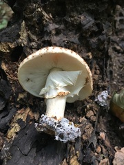 Echinoderma